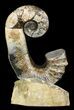 Heteromorph Ammonite (Audouliceras) Fossil - Volga River, Russia #47628-1